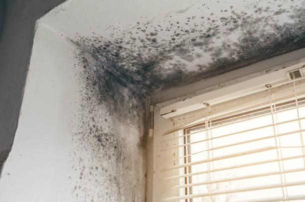 Affordable Hvac And Air Duct Mold Remediation solutions in Triangle, VA